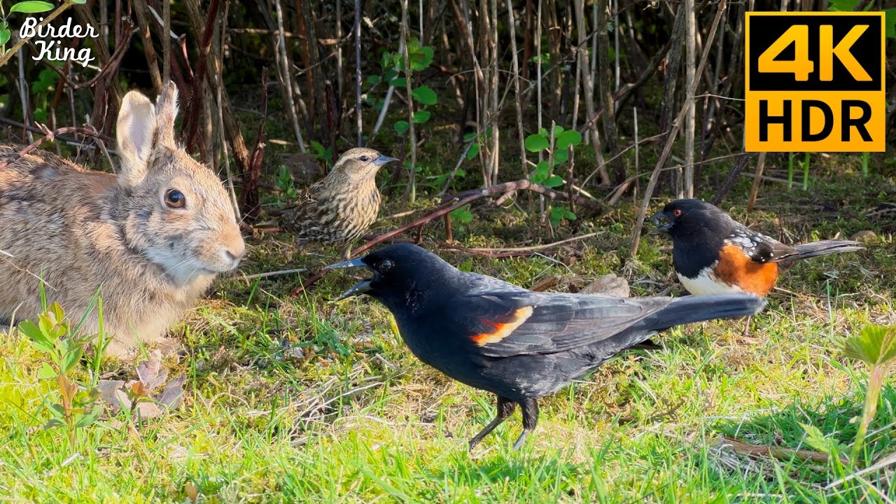 Cat Watching Rabbits Cat TV for Cats to Watch 😺 Birds and Bunnies: A Delightful Encounter 🐰🐦 ...