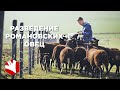 Разведение романовских овец | Увеличение стада овец от 5  до 2000 голов