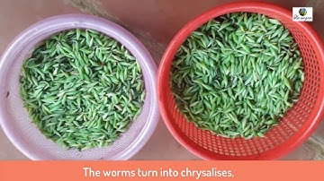 Nhộng muồng, món ngon ở Tây Nguyên (Delicious dish in The Central Highlands of Vietnam)