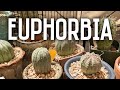 My EUPHORBIA Obesa Meloformis Stellispina Gorgonis More My EUPHORBIA Obesa Meloformis Stellispina Gorgonis More