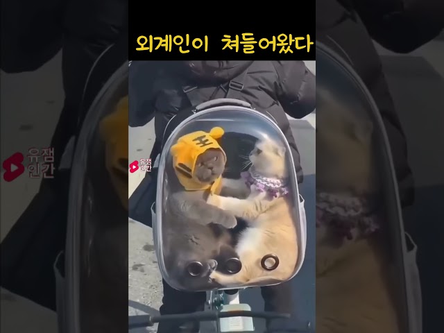외계인이 쳐들어왔다
