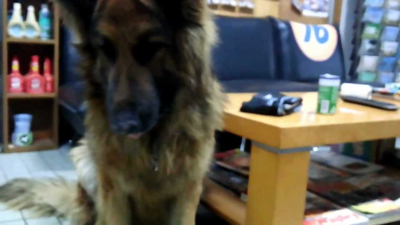 It is wolf eating pure meat 04.01.12 by docomo N-02D 76Lubricants - YouTube