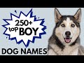 250+ Most Popular MALE Dog Names Trending NOW! | Boy Dog Names