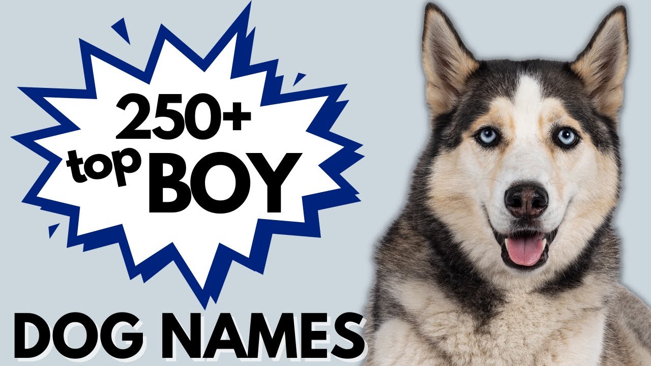 250+ Most Popular MALE Dog Names Trending NOW! | Boy Dog Names - YouTube