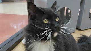 Second Chance Pets: Pico de Gato