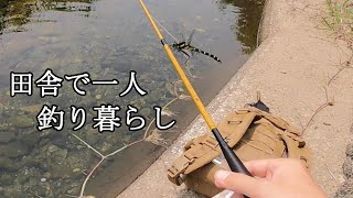 田舎で一人釣り暮らし！オニヤンマと魚の争奪戦！ビオトープにメダカを入れる