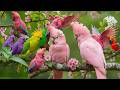 🌸 Tranquil Piano Music and Bird Sounds & Rain Tranquil Nature Music for Stress Relief and Focus