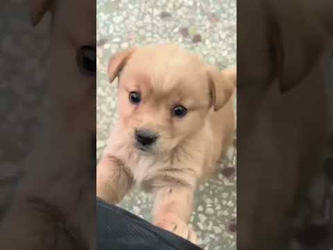 صوت كلب صغير ينبح Shorts