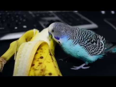 Video: Ar banguotosios papūgos galėtų valgyti bananus?