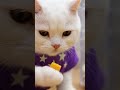 Hamster didn't expect cat to do this #shorts #funny #petvideos