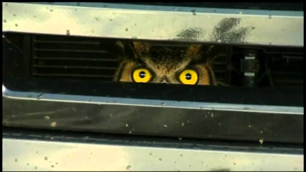 Owl gets stuck in truck's grill - YouTube