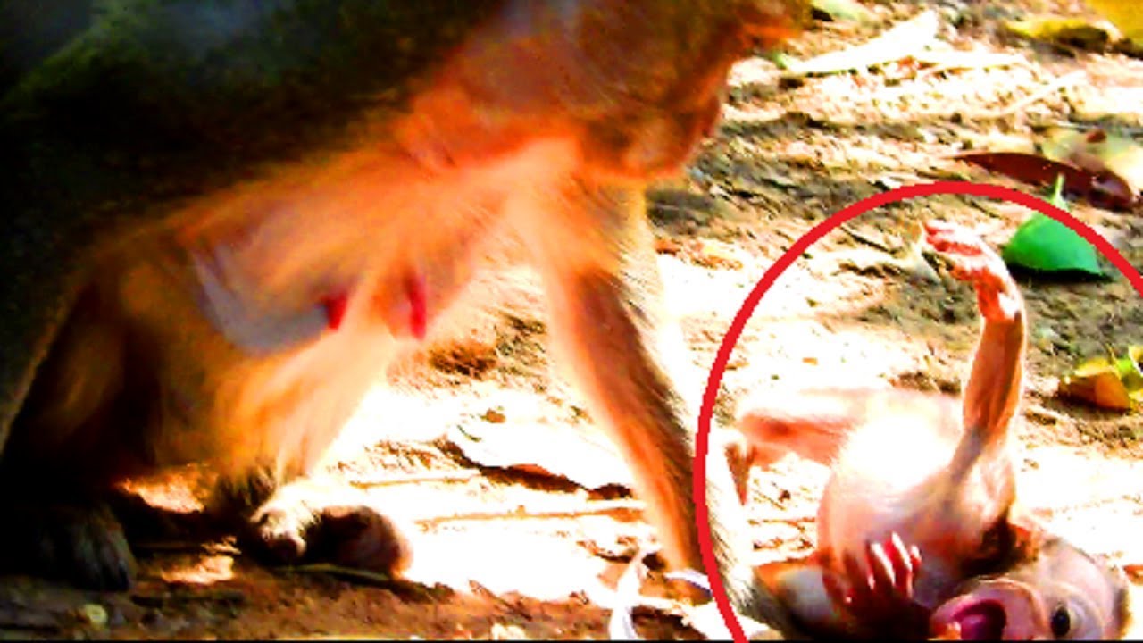 New baby very hurt ! Baby cry loudly cos hurt on hand , Baby nearly broken one hand cos rock