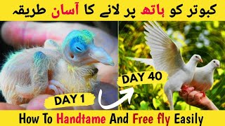 How to Hand Tame Pigeon Baby | Kabutar ko hath pr Kese Lgaye 🕊️🤔 | How To Tame Wild Pigeon Pet 🤗