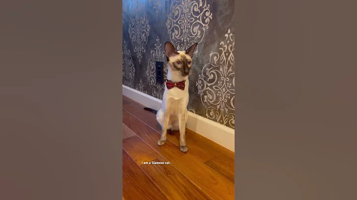Video 3234091: siamese cat, orientalcat, siamesecat