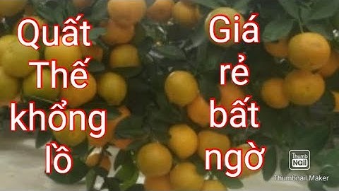 Quất tết 2021,Quất thế khổng lồ, giá rẻ bất ngờ