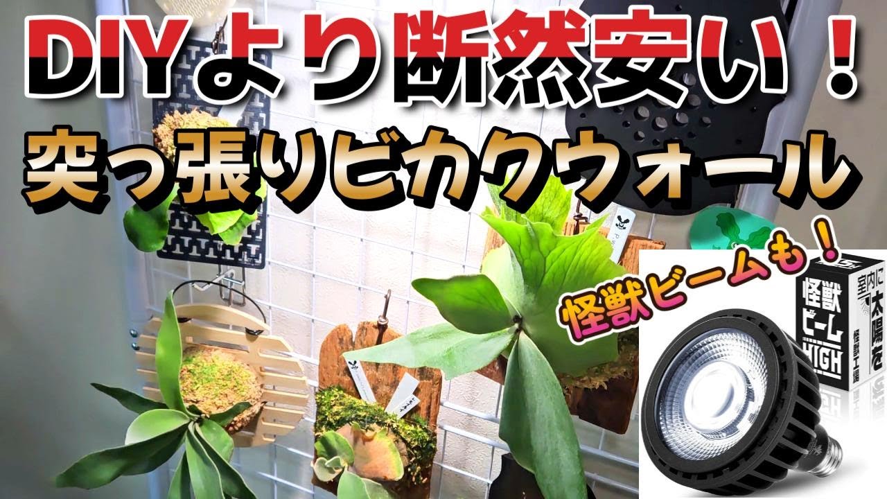 DIYより安い市販品！ビカクウォールを設置！！安い！DIYはまた今度