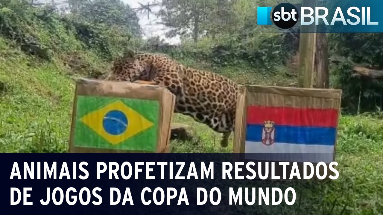 Animais profetizam resultados de jogos da Copa do Mundo | SBT Brasil (28/11/22)