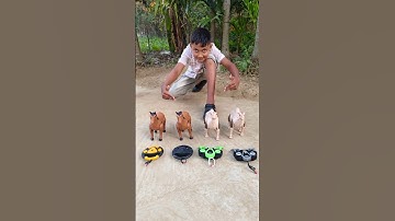 best remote control 2 ta Horse and 2 ta camell 🐴🐪 toys #shortsfeed #rc horse #shorts #toys