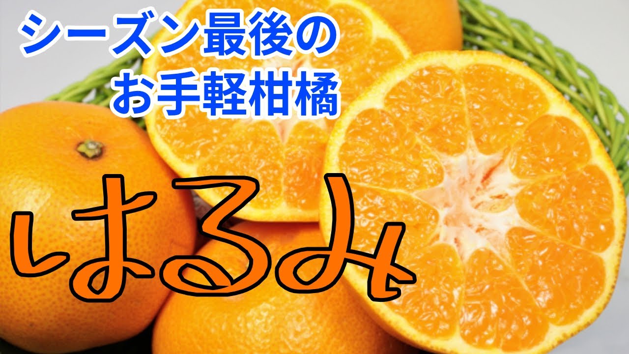 【はるみ】シーズン最後に食べられるお手軽柑橘