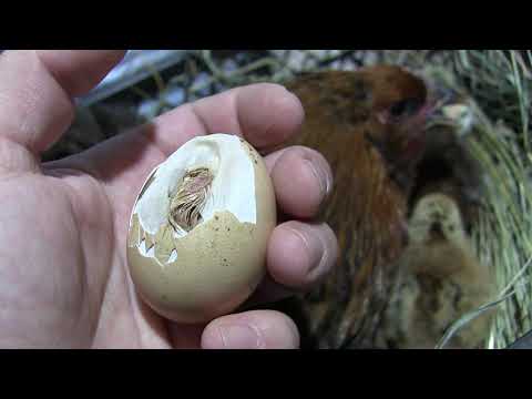 წიწილას დავეხმარე გამოჩეკვაში...წიწილის გამოჩეკვა