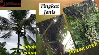 Keanekaragaman hayati tingkat gen, tingkat jenis, dan tingkat ekosistem.