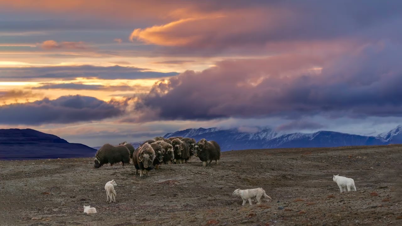 Ronan Donovan spotlight video