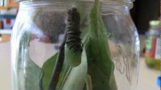 Butterfly Morph