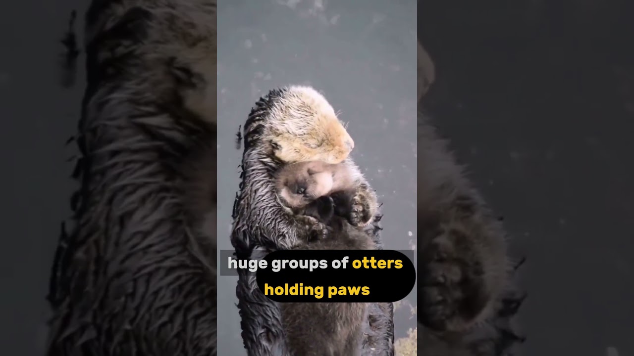 How Sea Otters SURVIVE!