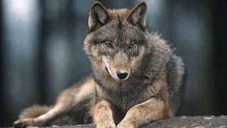 Wolf~Woves Song