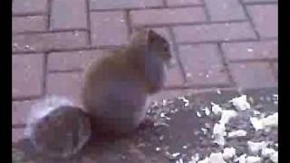 hungry squirrel