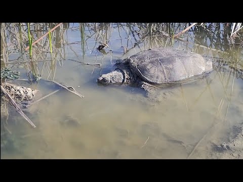 ამერიკული ბუნება ერთ პატარა ტბაზე