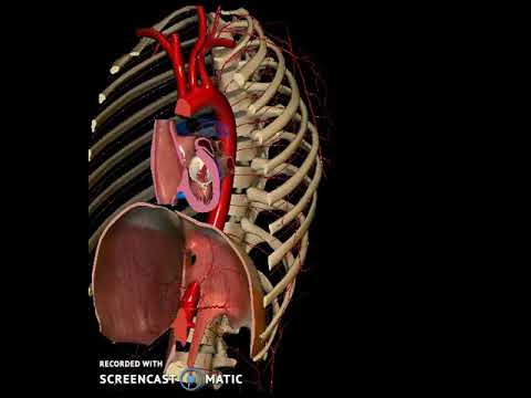 Video: In anatomia cos'è il ramo?