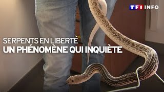 Attention : serpents en liberté !