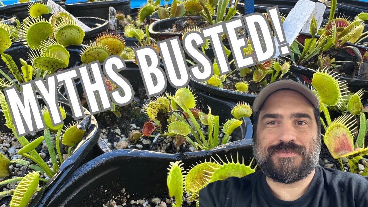 How To Grow Venus Flytraps: Busting The Myths Around These Plants ...
