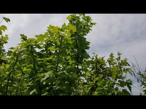 이매력있고 중독성있는 맛에 빠지면 건강하게 오래산다.정원에 <strong>한그루</strong> 심으세요.엄나무의엄청난효능