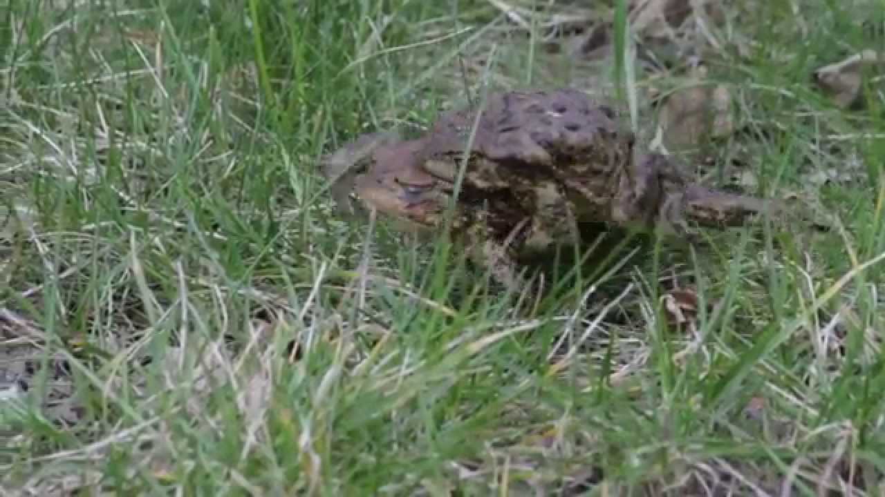 Amplexus and The Ghost Train