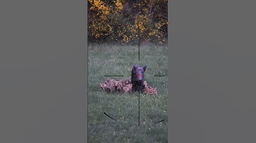 Wild boar hunting | caccia al cinghiale |  chasse au sanglier