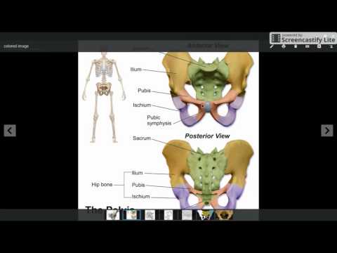 Pelvis 111 [Anatomy] - Pubic Bone