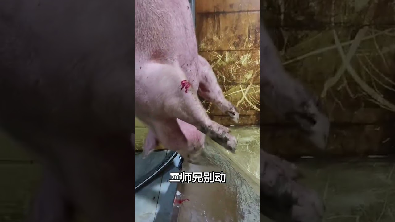 二師兄別動了一會就好了 二師兄