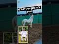ਚੈਂਪੀਅਨ ਪਾਰਸ, ਭੁੱਲਰ ਸਟੱਡ ਫ਼ਾਰਮ #horse #bhulerstadfarm #viral #muktsarsahib #gorakhpur #horserider