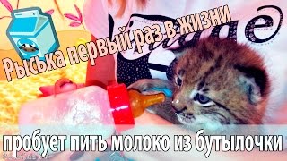 Пробуем приучить котёнка рыси к молоку из бутылочки Пробуем приучить котёнка рыси к молоку из бутылочки