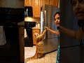 Shocking Cat Opens Refrigerator on Its Own 😱 | Funny Maine Coon Cat Viral Video | POV Kitchen Moment