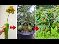 How to rooting a avocado branch an take big harvest easy from a small tree - the home garden ideas.