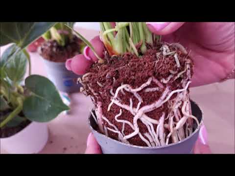 Видео: Антуриум: цонхны тавцан дээр халуун орны цэцэглэдэг