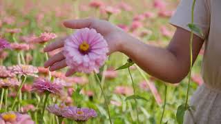 Soft Hands Touch Pink Flowers in Golden Hour screenshot 5