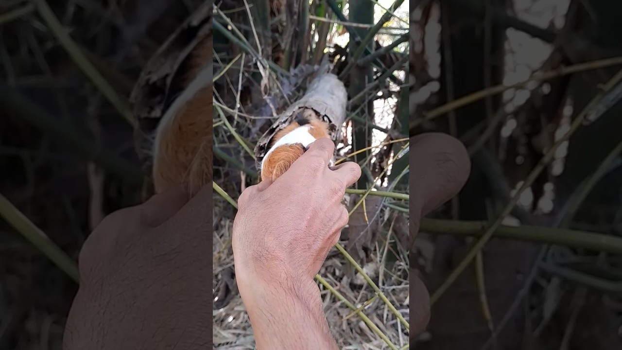 This Animal Naps in a Bamboo Hollow! 