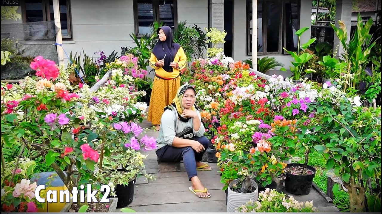 Banyak Stok Tanhis Cantik2 Mumer Bougenvilnya Warna Warni Menor2