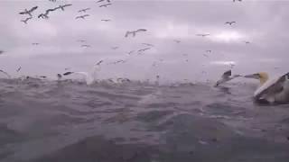 Diving Gannets