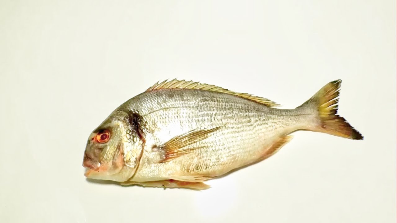 Fish Eaten By Maggots .Timelapse YouTube