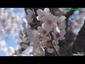 🍀花いちものめ🍀杜このみ🎤🍀卡拉ok練唱版M️💖M️💖M️💖M️💖M️
